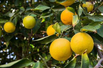 Naranjo, naranjas, naranjas en su estado natural