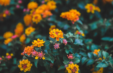 Lantana camara flowers bush.