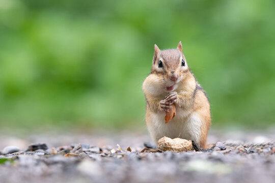 An Eastern Chipmunk stuffs a peanut in its cheek pouches at Lynde Shores Conservation Area in Whitby, Ontario.