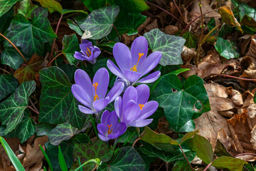 Krokus