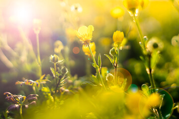 Scena con dei fiori gialli in controluce, al tramonto, in un campo in Italia. Primavera. Fuori. In natura.