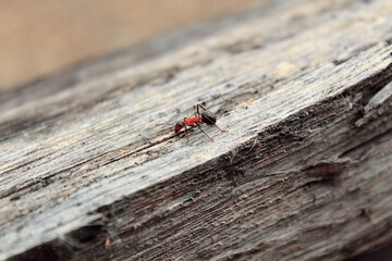 the first working days of insects