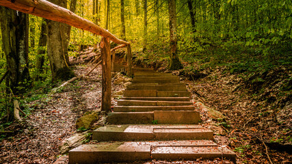 Empty wooden stairs in the forest