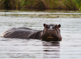Fototapeta premium One hippopotamus swims in the river. African animal. Summer photo in the wild.