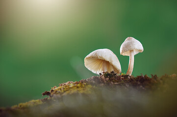 Beautiful closeup of mushrooms growing on the trunk with green moss and bokeh forest background. Mushroom macro, Mushroom photos, forest photos, forest backgrounds