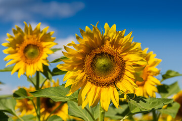 Sunflowers close up in field with the blue sky