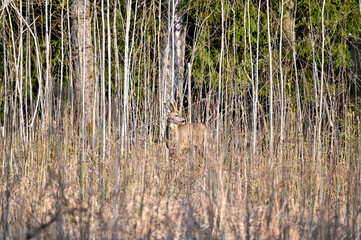 roe deer camouflaged in a springtime forest