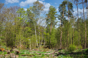 great view of a path in the forest