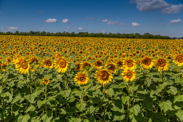 Obraz premium Sunflowers close up in field with the blue sky