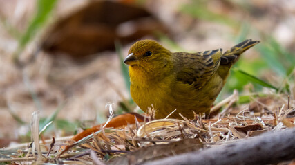 Beautiful colorful birds
