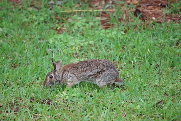 rabbit in the grass