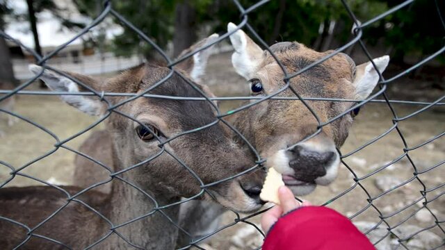 Girl feeds the young deer in zoo. Wild animals in captivity. Roe deer behind wire fence. Children play with animals.