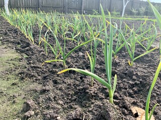 Rows of green garlic that grows in a farmer's garden. Garden and vegetable garden concept. Gardening.