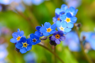 Wiesen Vergissmeinnicht