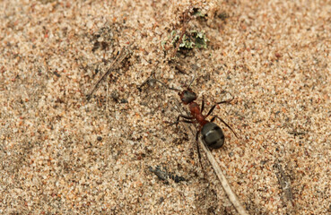 Ant