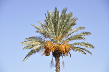 Palmy daktylowe, owoce uprawiane w Tunezji na Dżerbie, Afryka © Albin Marciniak