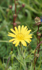 Salsifis des prés d'Orient (Tragopogon pratensis orientalis)