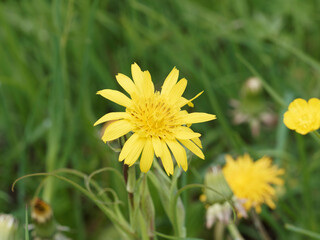 Salsifis des prés d'Orient (Tragopogon pratensis orientalis)