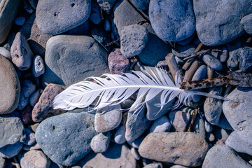 Coastal Treasures: Serene Feather Rests Amidst Baltic Pebbles, Embraced by Nature's Delicate Offerings