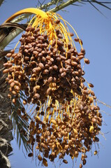 Palmy daktylowe, owoce uprawiane w Tunezji na Dżerbie, Afryka © Albin Marciniak