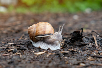 snail on a tree