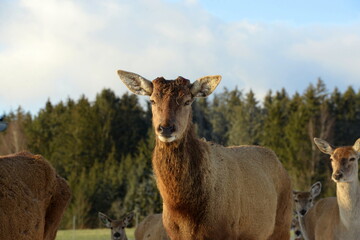 Rothirsch nach Abwurf des Geweihs