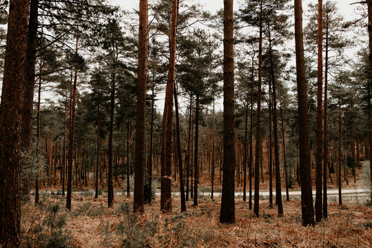 A forest scenery with pinewood and a road in the background. Outdoor nature image on an overcast day in the United Kingdom. Swinley Forest, Berkshire, Bracknell Forest. 