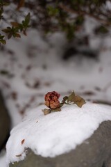 겨울, 눈 위에 떨어진 꽃