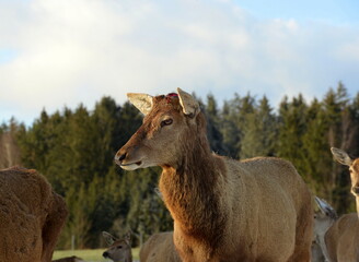 Rothirsch nach Abwurf des Geweihs