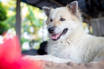 Thai dogs guard the house in the countryside.