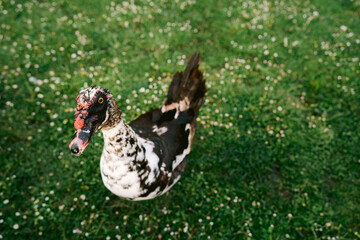 Florida’s Muscovy Duck (anas platyrhyncos) Looking At Camera On Green Grass Background.