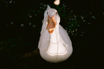 Obraz premium white heavy duck or domestic duck looking at camera and been feed