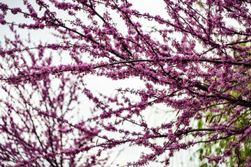 Close up of violet blossoming
