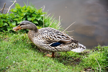 Mallard next to the river. Close up.