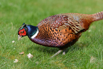 Plakat A common male pheasant with its natural colors