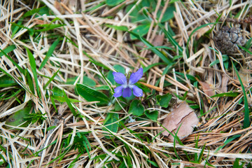 Vertrocknete Wiese mit Blütte in der Mitte