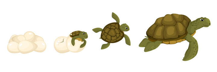 Turtle Life Cycle Set