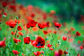 Red poppy flowers ina meadow