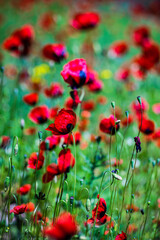Red poppy flowers ina meadow