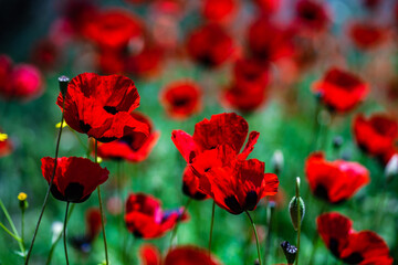 Fototapeta na wymiar Red poppy flowers ina meadow