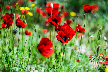 Red poppy flowers ina meadow