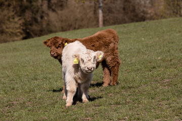 Fototapeta premium Weiß und Rot, das Kalb dess schottische Hochlandrindes