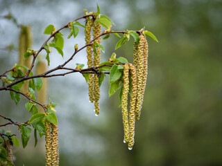 Detail of Yellow, Brown and Long Flower with raindrops of a Tree