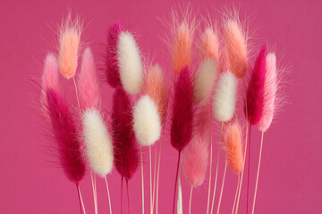 Pink, white, light coral and magenta color Haretail flowers (Lagurus ovatus) on a pink background. Closeup
