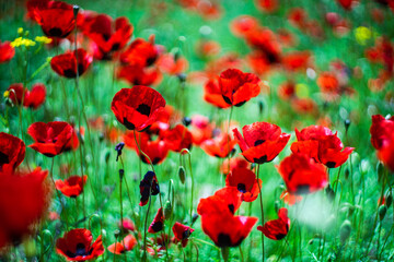 Obraz premium Red poppy flowers ina meadow