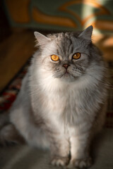 Naklejka na ściany i meble Portrait beautiful grey fluffy domestic cat with yellow eyes in a calm home environment