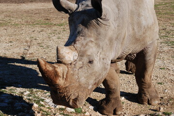 Fototapeta premium rhinoceros