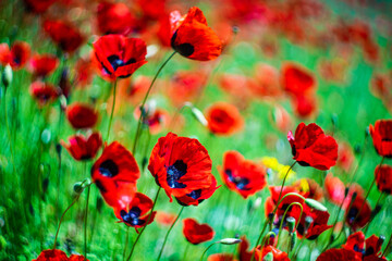 Red poppy flowers ina meadow