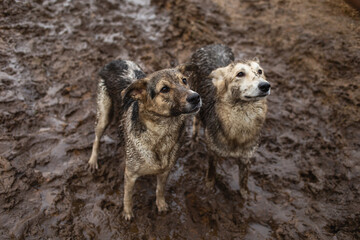 Very dirty and wet mixed breed shepherd dogs