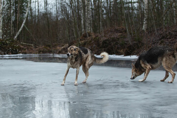 Dirty and wet mixed breed shepherd dogs standing on frozen lake
